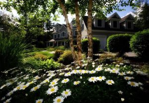 Suburban street of houses behind mature trees and white daisies