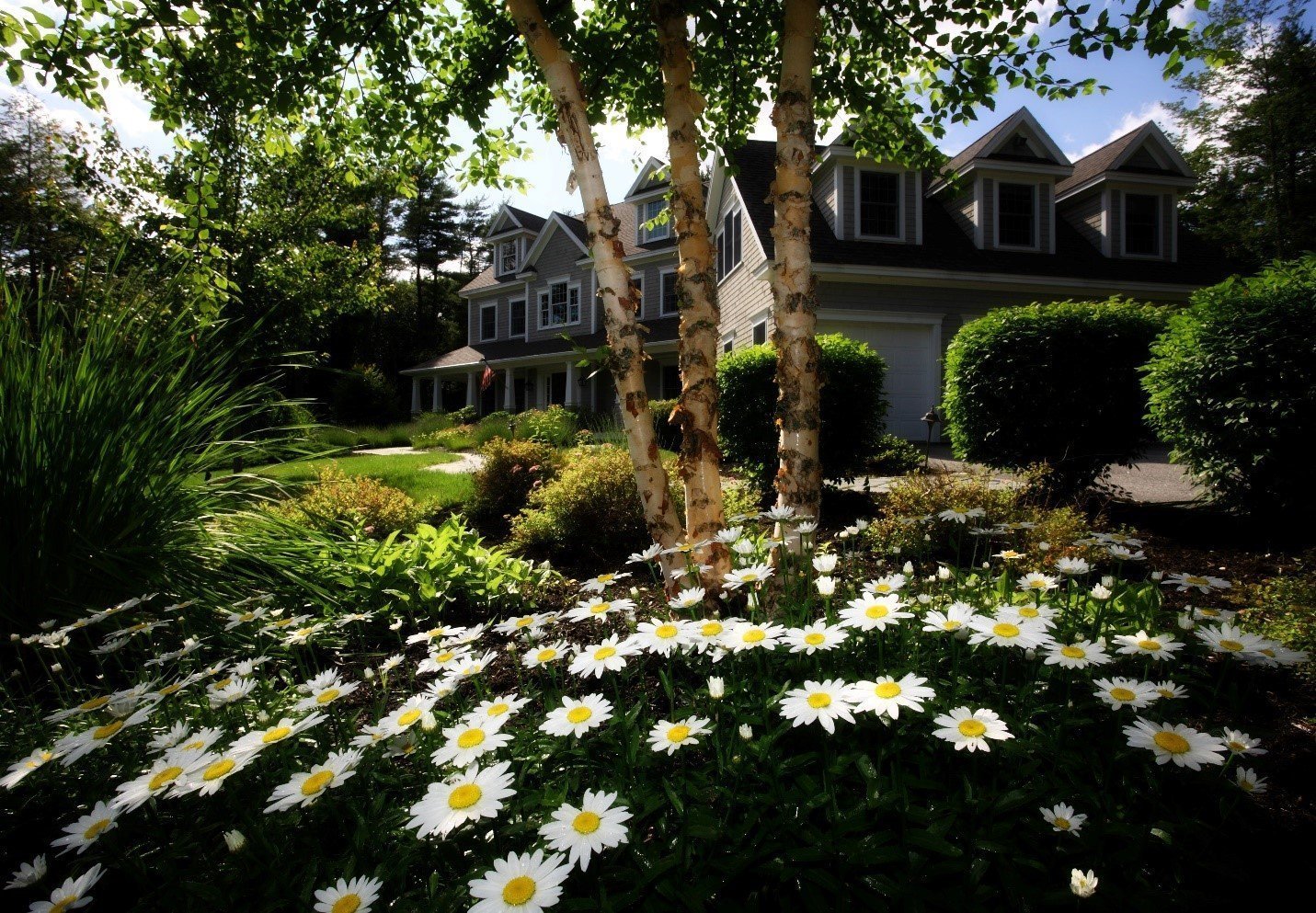 Suburban street of houses behind mature trees and white daisies